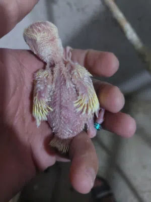 فراخ كوكتيل وفراخ روز طفرات مميزة للزق اليدوي أقر التفاصيل/جرين شيك اليف جوز فحل طيرة فرخ هدد