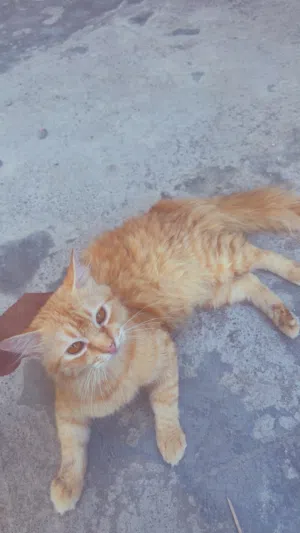 ذكر شيرازي