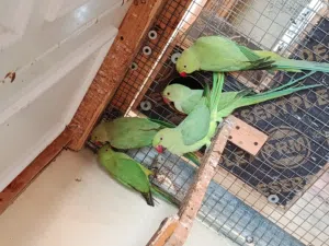 بغبغاء الدره  الهندي