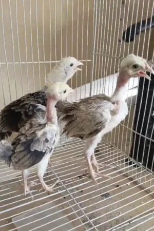 دجاجتين وديج ابو ركيبه دندراوي فاتح