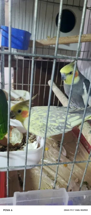 جوز كوكتيل شغالات مكفولات للبدل