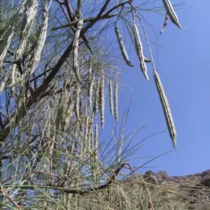 زيت القفص والشوع والشريش