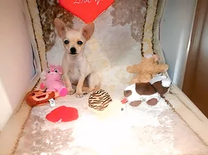 Chihuahua2