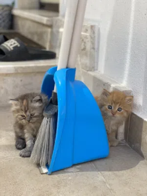 قطط شيرازي