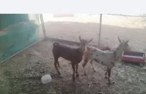 تيس وصخله صلالي