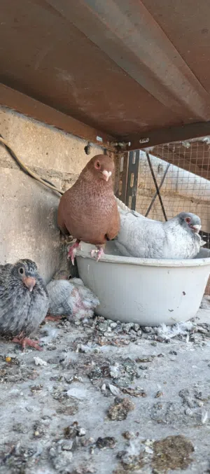متاح جواز..
