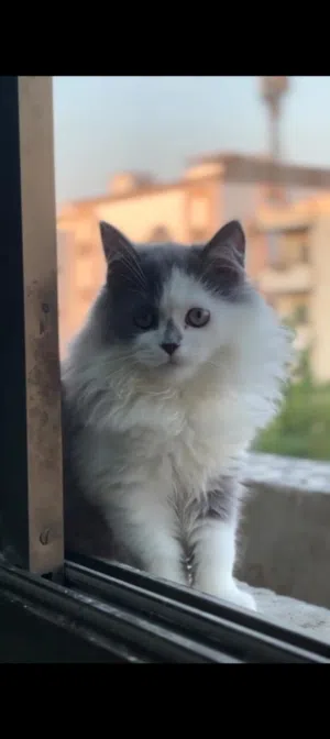 2 cats male and 1 female