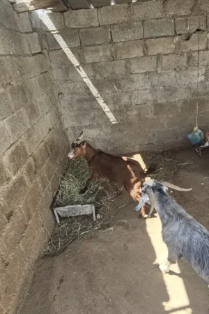 شاه للبيع امورها طيبه