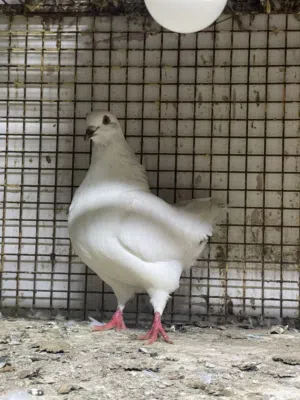 طبه تاكسن طالعين من ساس مميز