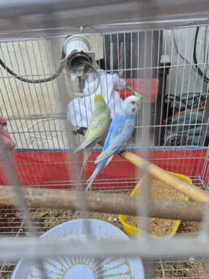 طيور حب رينبو