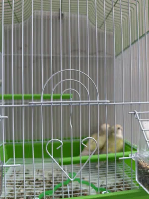 Bird good 2