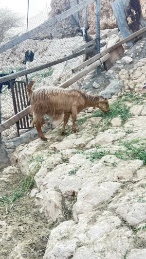 شاتين للبيع