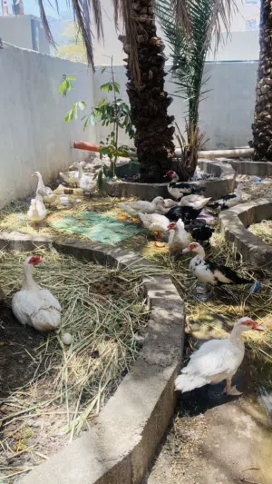 بط مصري و بط البكيني