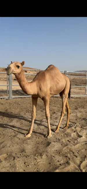 بكرة مزاين