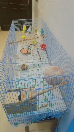 A Beautiful Lovely Parrots for Sale.
