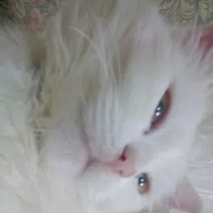احمد النسور