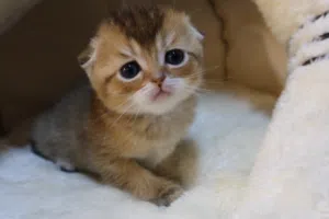قطة سكوتش تربل فولد للبيع - Scottish triple fold kitten for sale