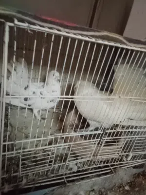 حمام هزاز جوز