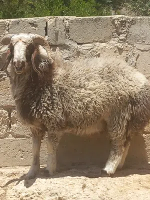 خاروف بلدي