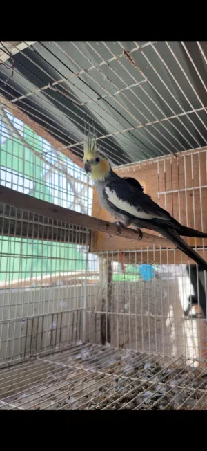 ذكر كوكتيل باستل فيس