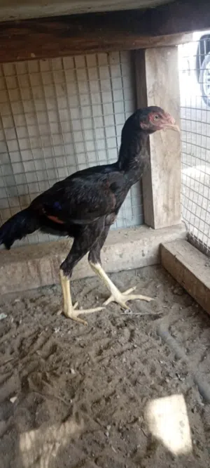 ديك باكستاني بنجابي