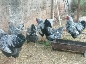 ‏دجاج‏3