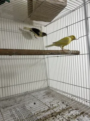 زوج قناري  جاهزين