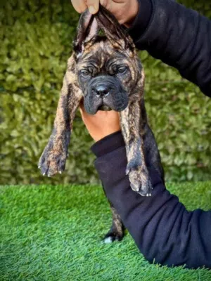 كلاب هاسكي جميع الأعمار