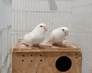 جوز روز البينو منتج