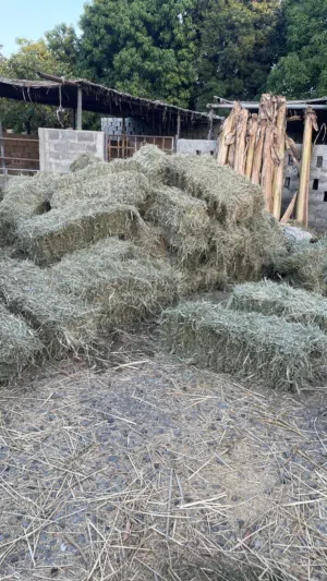 برايد نعيم وكبار جديد