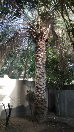 نخلة خلاص كبيرة للبيع