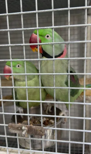 زوج متو نيبالي