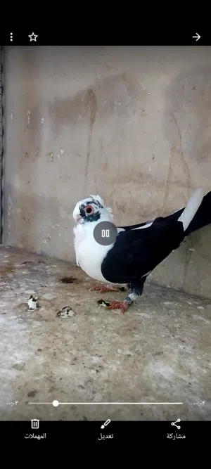 طيره نخب للبيع