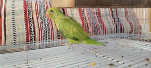 فروخ متوه للبيع