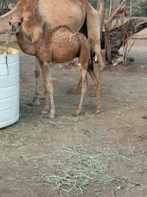 حاشي للبيع