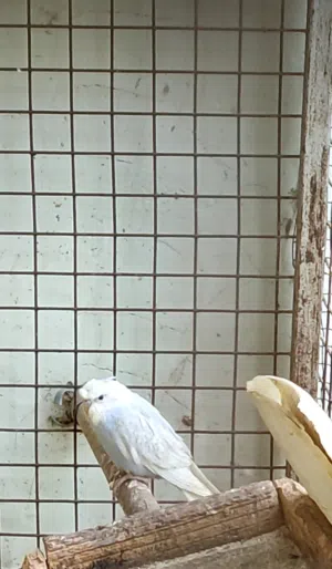 بادجي كرست انثى  للبيع او البدل