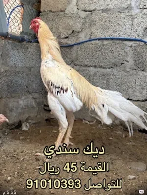 للبيع ديكه باكستانيه سنديه قويه مستويه للميدان او التلقيح او التربيه