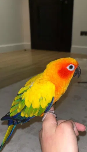 طائر Sun Conure