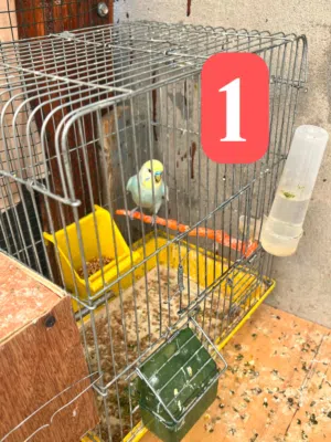 باقلينو للبيع جملة