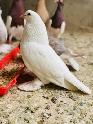 السلام عليكم