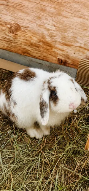 Holland lop rabbit (5 months old & neutered)