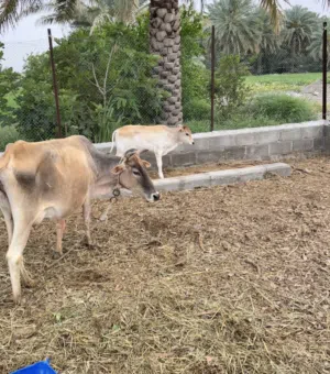 بقرة تحتها عجل+عشار