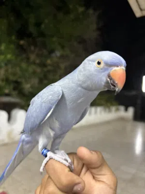 بغبغاء دره ازرق