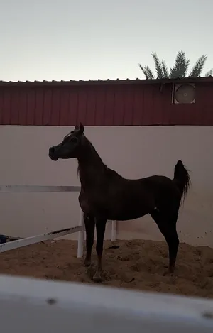 Horses0