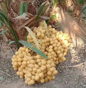 فسائل نخيل ممتازة للبيع – جودة عالية وضمان الزراعة"