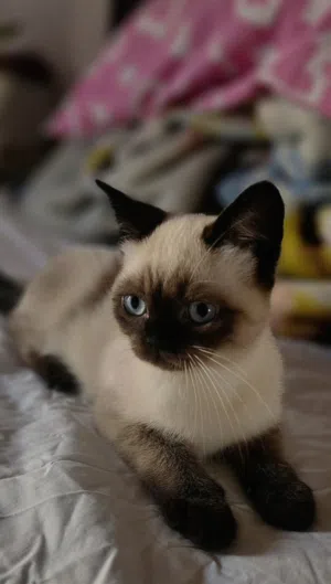 Mixed Himalayan and Siamese Kitten