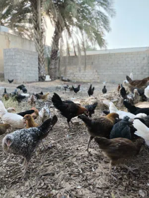 فلاليس للبيع اقرا الوصف