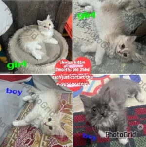 شيرازي شيرازي