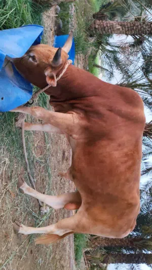 عجل محلي للبيع