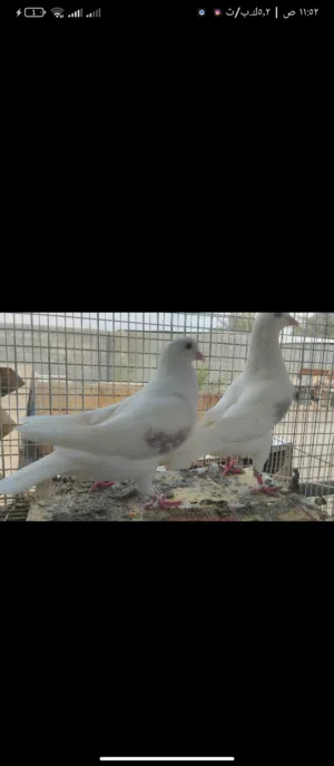 زوج فرنسي لاحم منتج